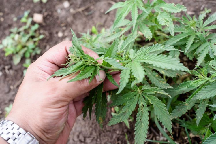 Male_Cannabis_Plant