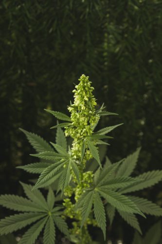 Male_Cannabis_Plant