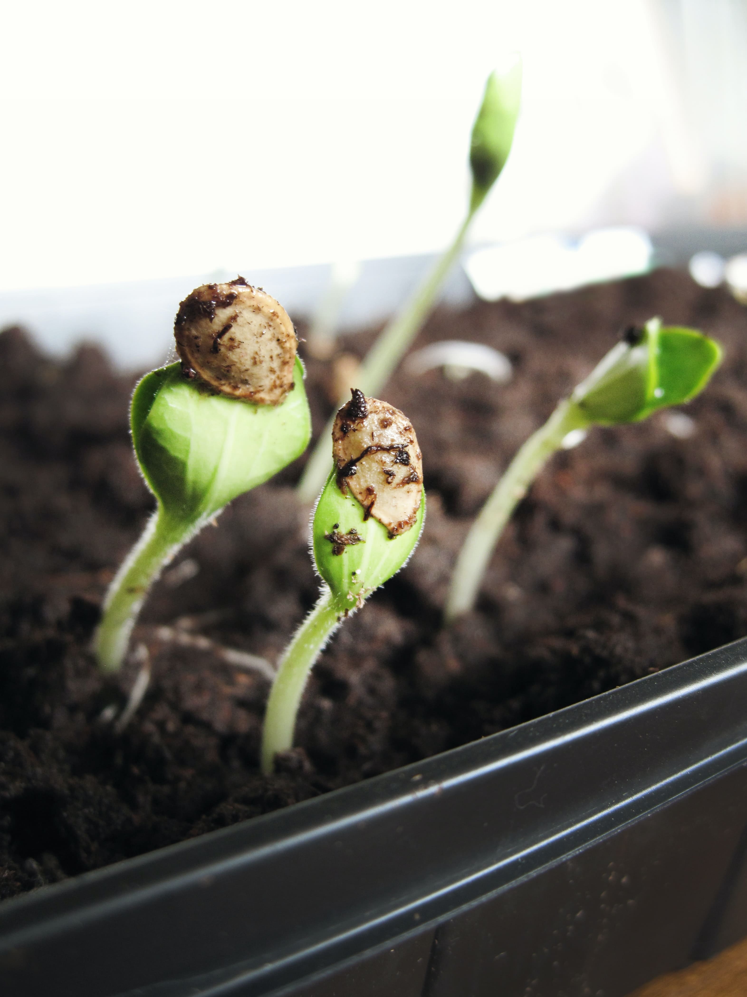 how to store cannabis seeds for long time storage