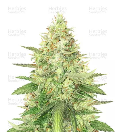 2 strawberry cough strain a41ZuPEjGgZIaU3i