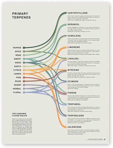 Terpene Chart