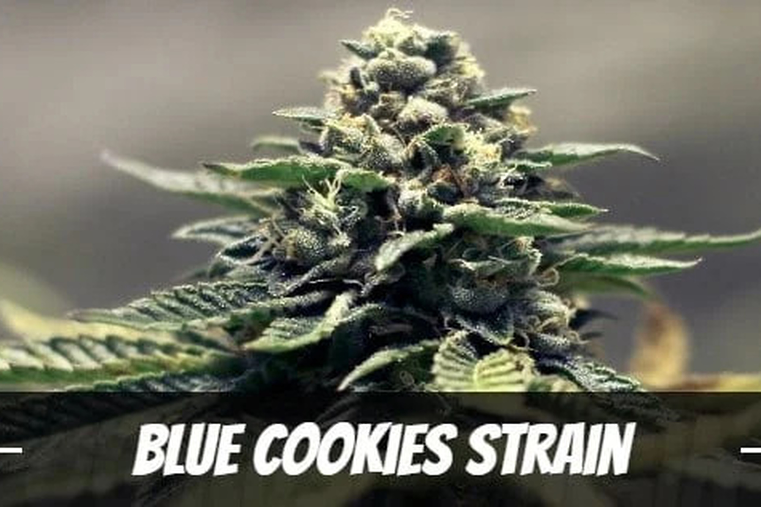 Blue-Cookies-Strain