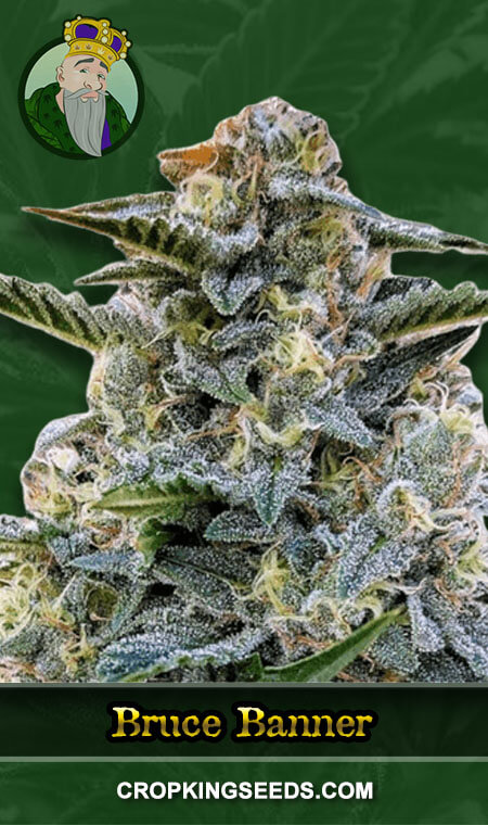 Bruce Banner 1