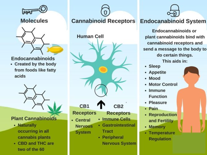 CB2 Receptors 3 min