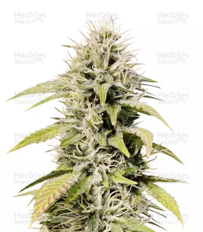 Cookies and Cream Feminized strain jP4khcHWdbzi5xJz 1