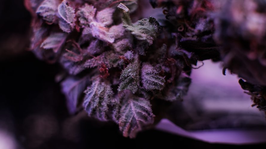 Purple Weed Strains