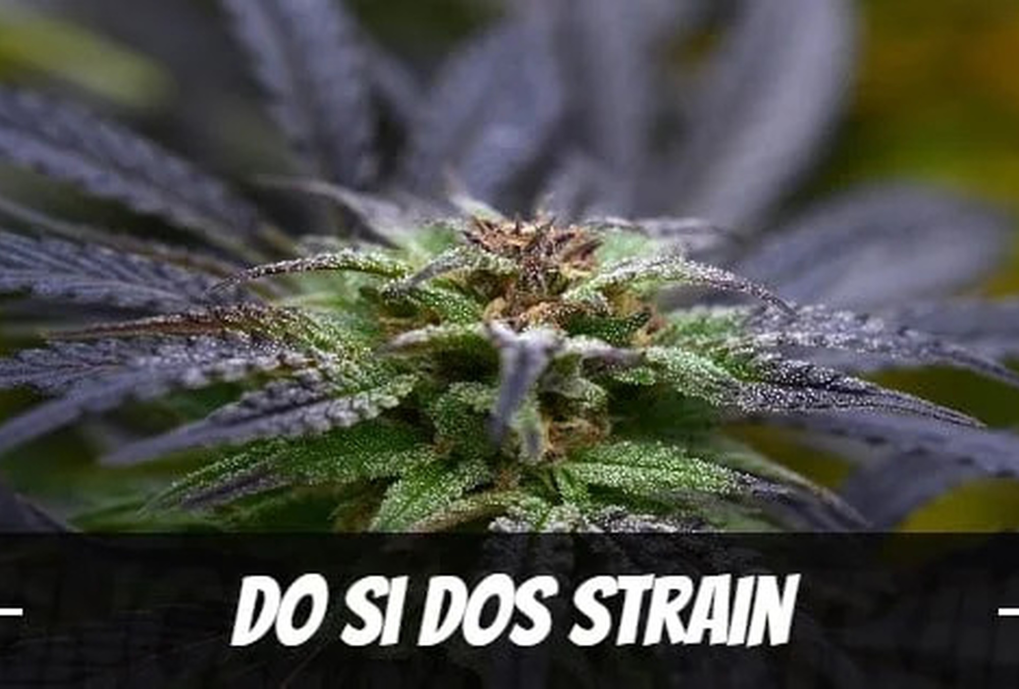 Do-Si-Dos-Strain