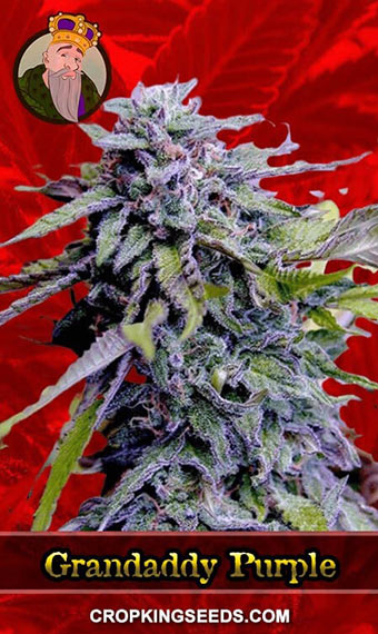 Grandaddy Purple 2