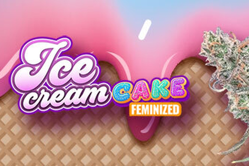 Ice_cream_cake_strain