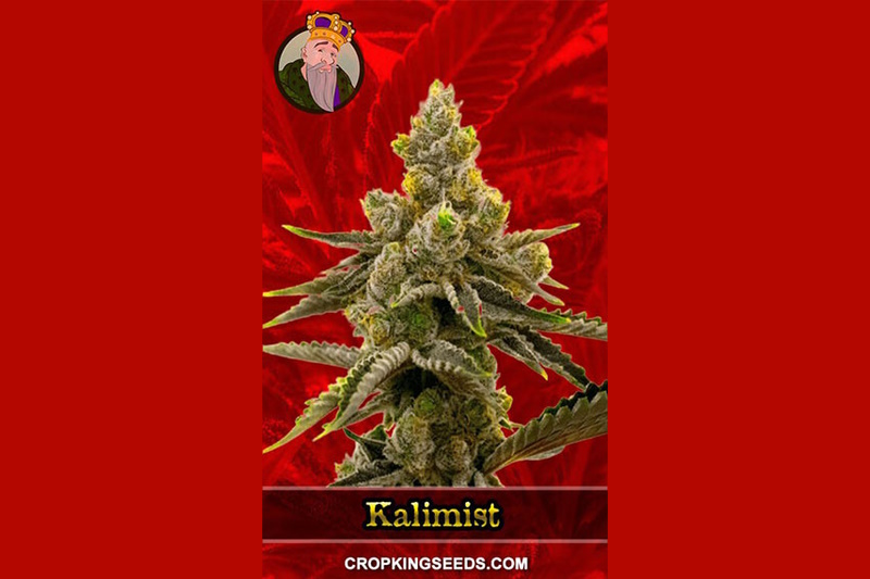 Kali Mist Strain