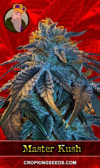 Master Kush Feminized Marijuana Seeds 1