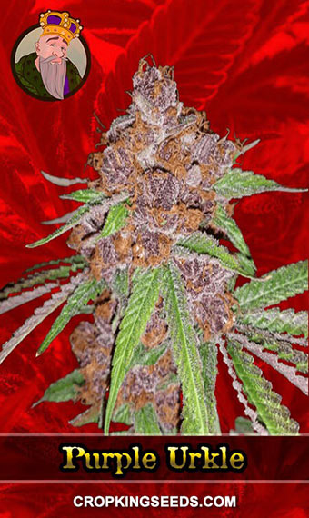 Purple Urkle 1 1