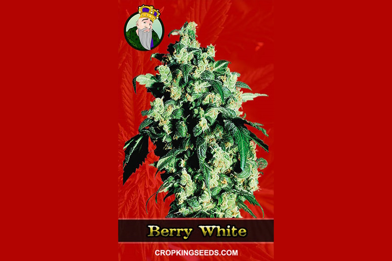 Berry White Strain