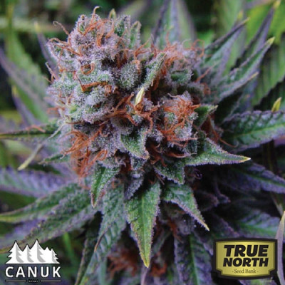 blue dream canuk seeds tnsb