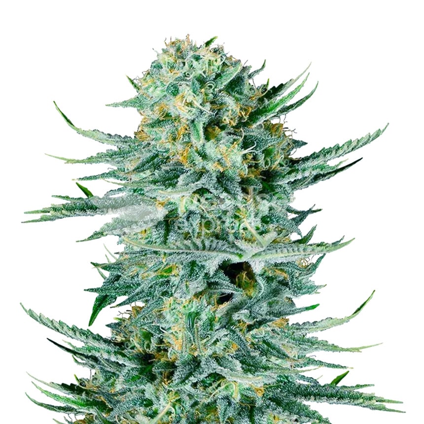 blue dream plant min