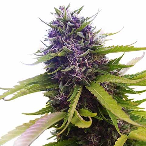 blueberry marijuana