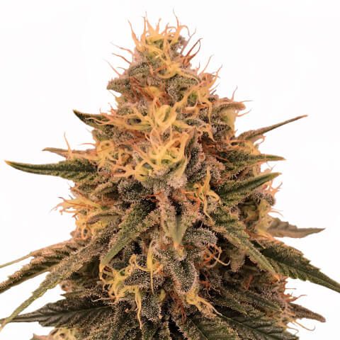 bruce banner feminized marijuana seeds 480x480 1