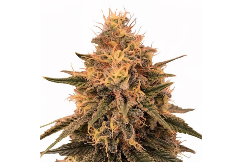 bruce-banner-feminized