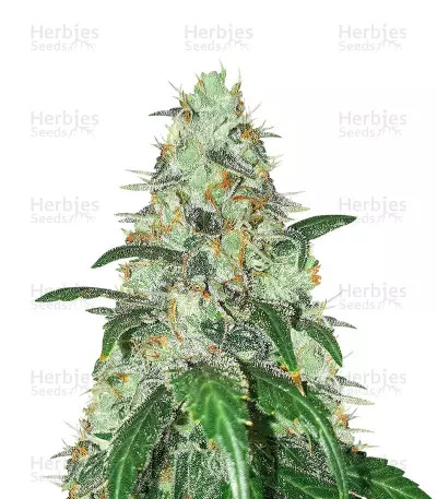 bruce banner seedstocker strain wAHfe64i9tplkq5M