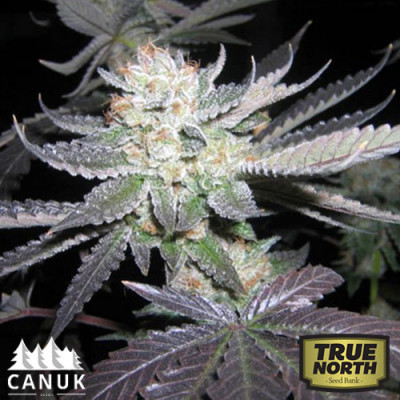 bubba kush canuk seeds