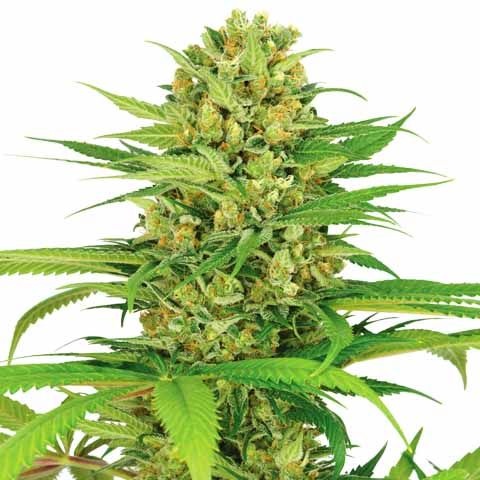 bubble gum marijuana seeds feminized 480x480px 1