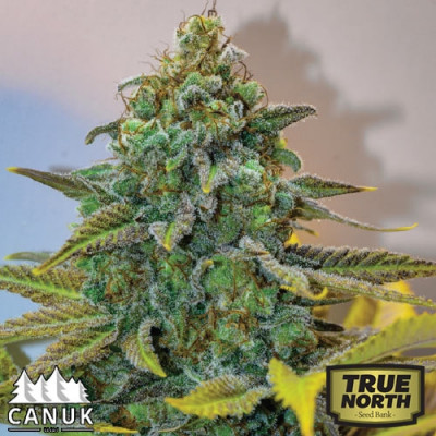 c99 canuk seeds tnsb