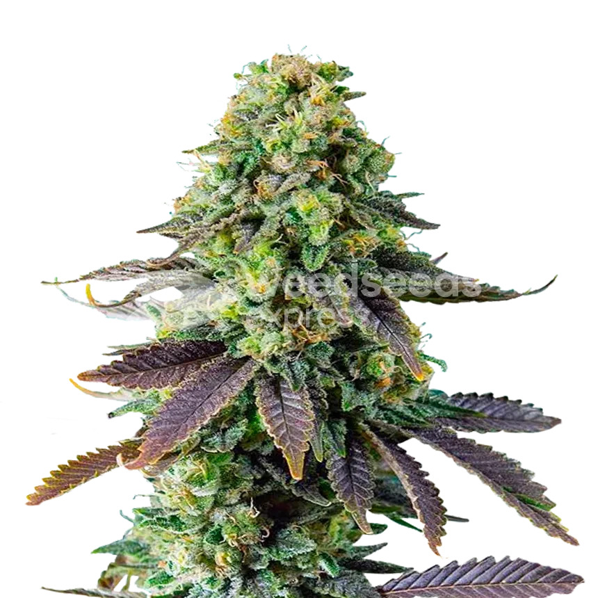 chemdawg plant