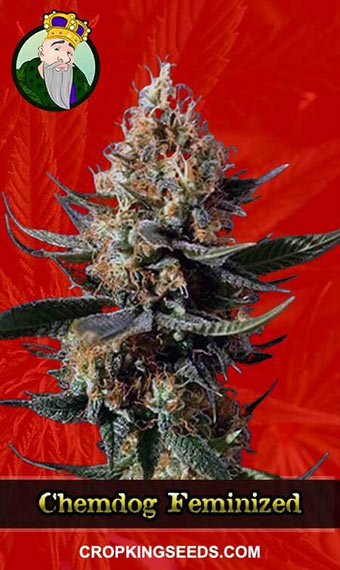 chemdog feminized marijuana seeds 1