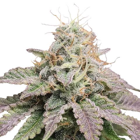 cherry pie feminized marijuana seeds 480x480 1