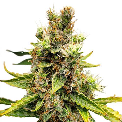 cookies and cream feminized marijuana seeds 480x480px 1