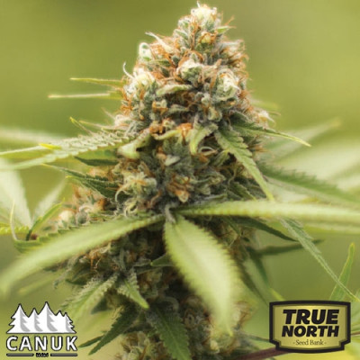 durban poison canuk seeds tnsb