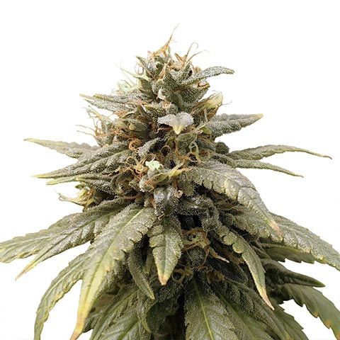 durban poison feminized marijuana