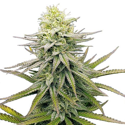 fruity pebbles feminized marijuana seeds 480x480px 1 1