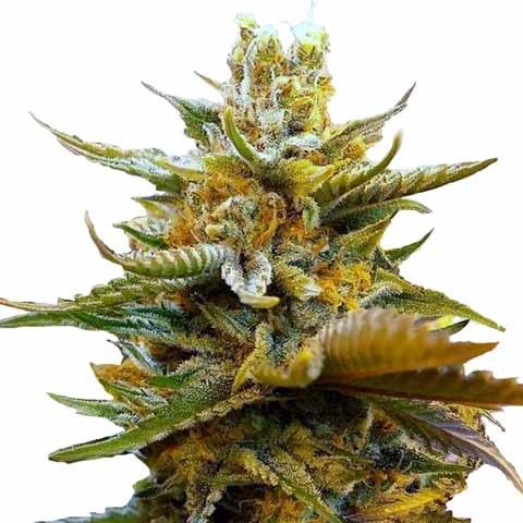 g13 marijuana