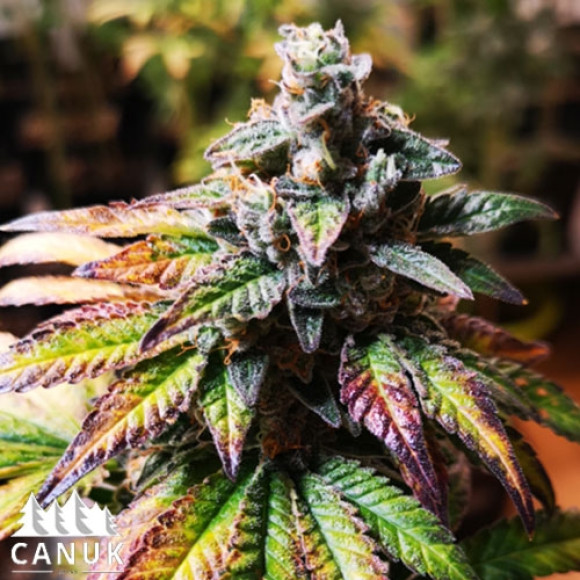 gg4 canuk seeds ccn