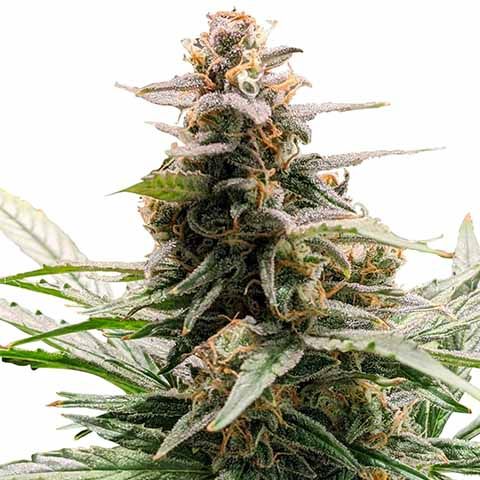 godfather og marijuana seeds feminized 480x480px 1