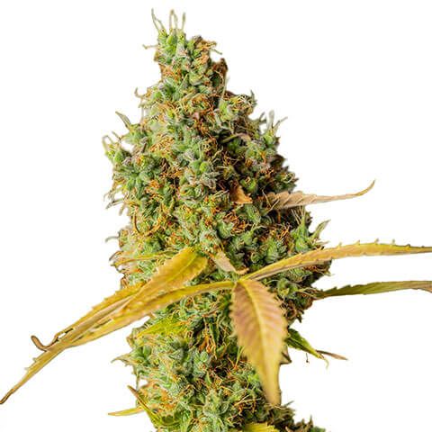 grapefruit feminized marijuana