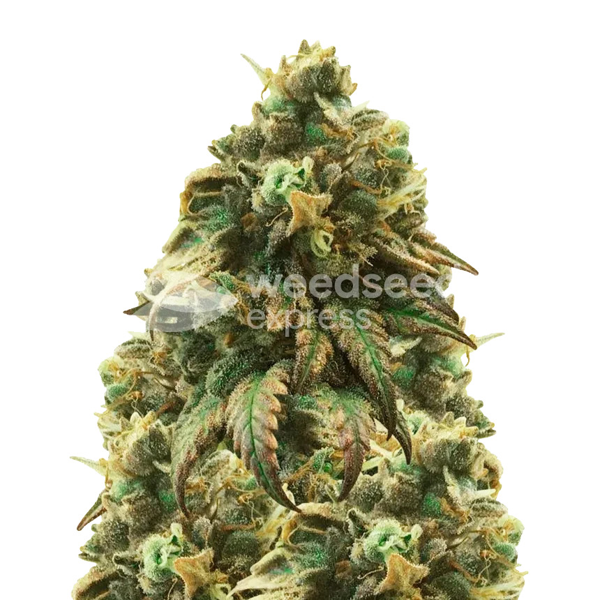 green crack plant