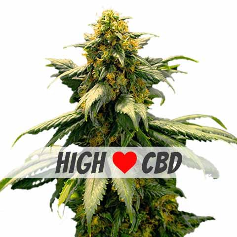 harlequin marijuana seeds feminized high