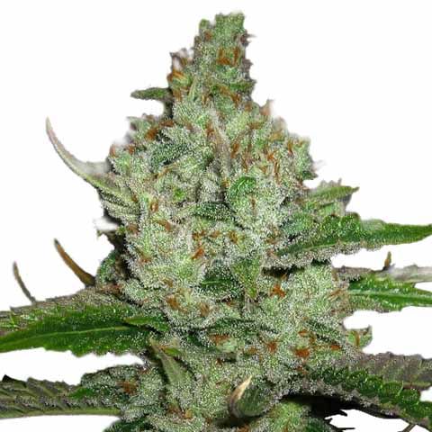 hindu kush marijuana seeds feminized 1