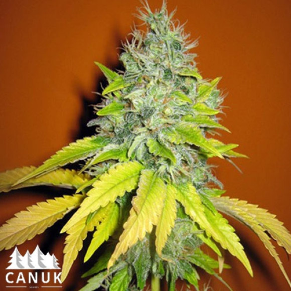 jack herer fem canuk seeds