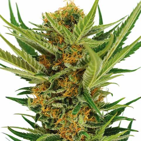 jack herer marijuana seeds feminized 1