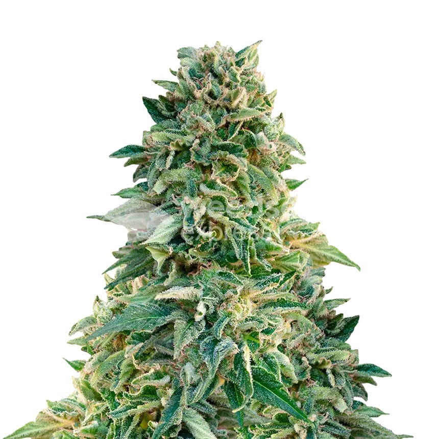 jack herer plant min