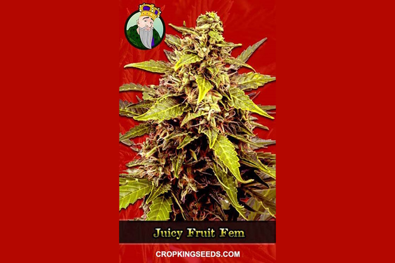 Juicy Fruit Strain