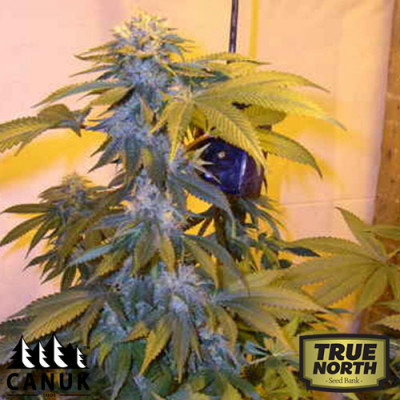 la confidential canuk seeds tnsb