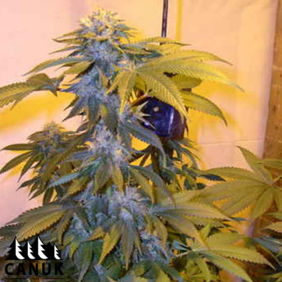 la confidential canuk seeds