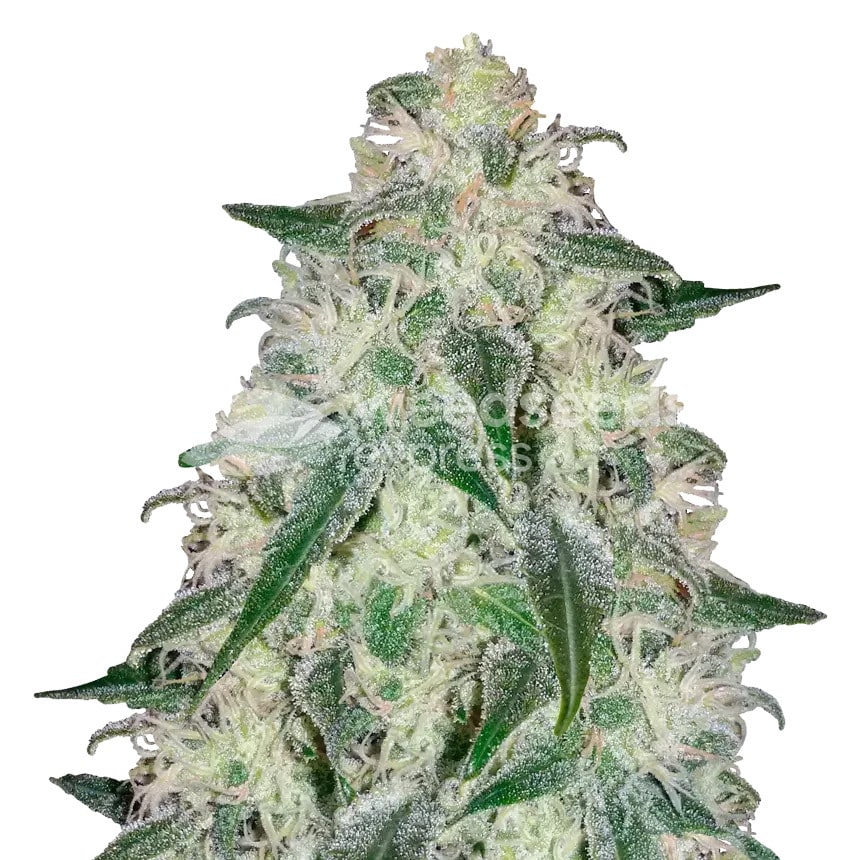 lambs bread plant min