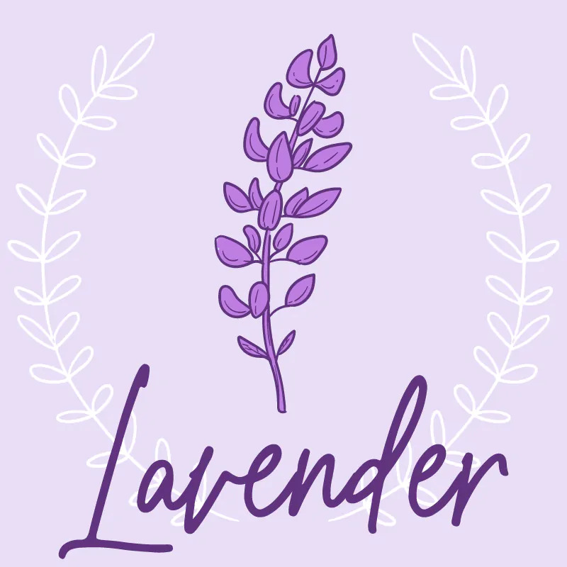 lavender 1