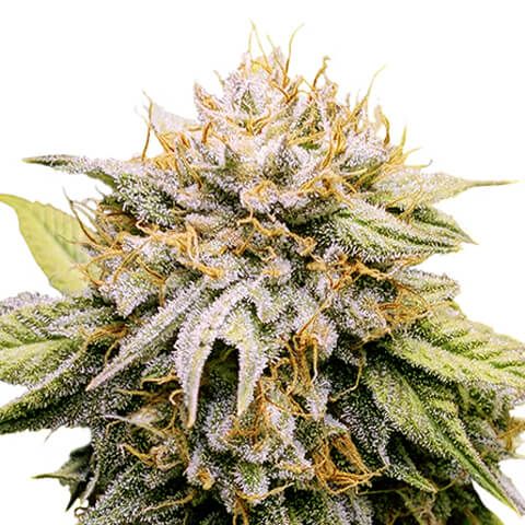 mango kush feminized marijuana