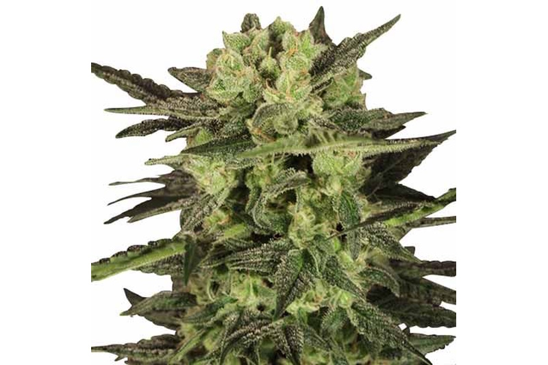 mk ultra marijuana seeds feminized 533x800 1 1